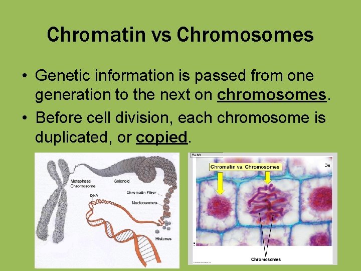 Chromatin vs Chromosomes • Genetic information is passed from one generation to the next