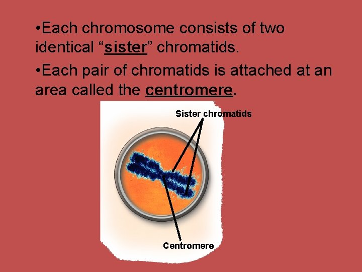  • Each chromosome consists of two identical “sister” chromatids. • Each pair of