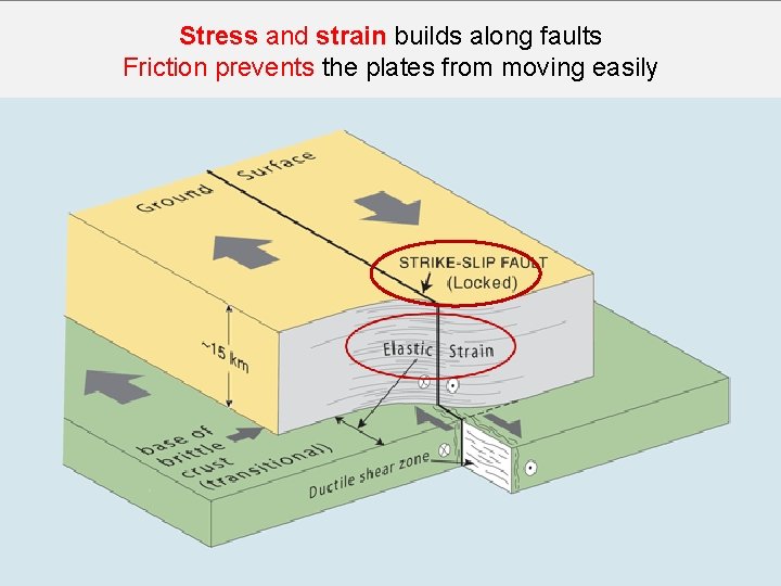 Stress and strain builds along faults Friction prevents the plates from moving easily 