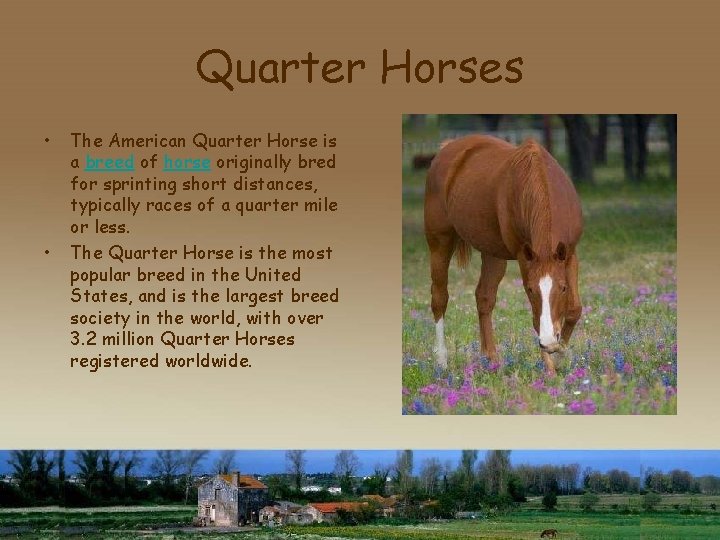 Quarter Horses • • The American Quarter Horse is a breed of horse originally