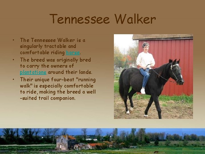 Tennessee Walker • • • The Tennessee Walker is a singularly tractable and comfortable