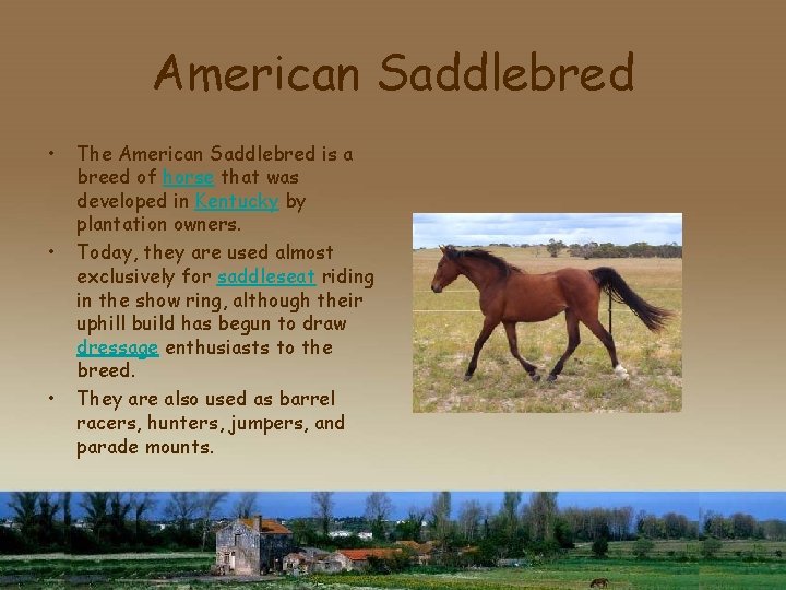 American Saddlebred • • • The American Saddlebred is a breed of horse that