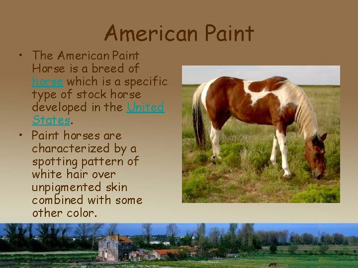 American Paint • The American Paint Horse is a breed of horse which is