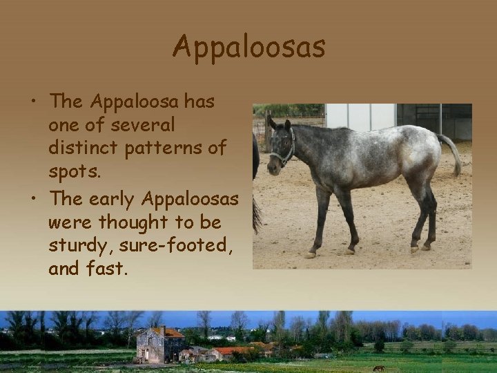 Appaloosas • The Appaloosa has one of several distinct patterns of spots. • The