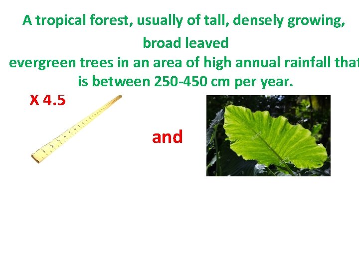 A tropical forest, usually of tall, densely growing, What is a rainforest? broad leaved A tropical forest, usually of tall, densely growing, What is a rainforest? broad leaved