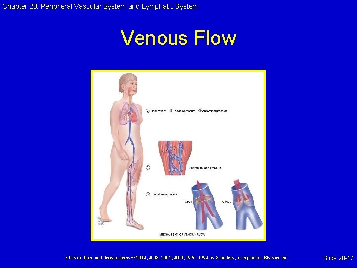 Chapter 20: Peripheral Vascular System and Lymphatic System Venous Flow Elsevier items and derived