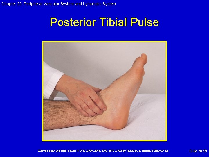 Chapter 20: Peripheral Vascular System and Lymphatic System Posterior Tibial Pulse Elsevier items and