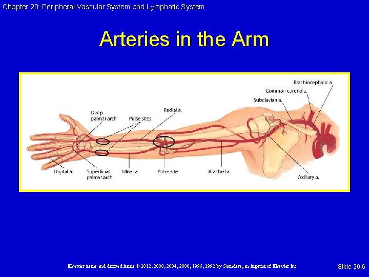 Chapter 20: Peripheral Vascular System and Lymphatic System Arteries in the Arm Elsevier items