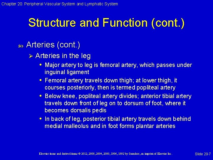 Chapter 20: Peripheral Vascular System and Lymphatic System Structure and Function (cont. ) Arteries