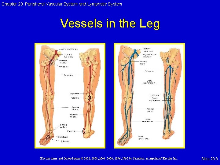 Chapter 20: Peripheral Vascular System and Lymphatic System Vessels in the Leg Elsevier items