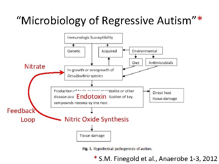 “Microbiology of Regressive Autism”* Nitrate Endotoxin Feedback Loop Nitric Oxide Synthesis * S. M.