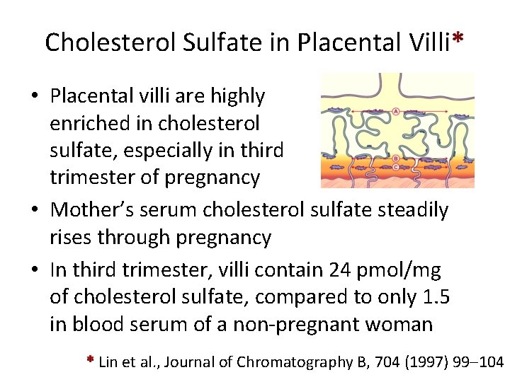 Cholesterol Sulfate in Placental Villi* • Placental villi are highly enriched in cholesterol sulfate,
