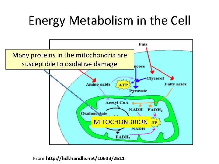 Energy Metabolism in the Cell Many proteins in the mitochondria are susceptible to oxidative