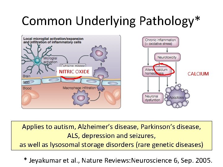Common Underlying Pathology* NITRIC OXIDE CALCIUM Applies to autism, Alzheimer’s disease, Parkinson’s disease, ALS,