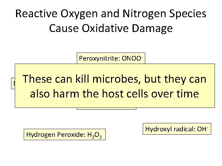 Reactive Oxygen and Nitrogen Species Cause Oxidative Damage Peroxynitrite: ONOO- These can kill microbes,