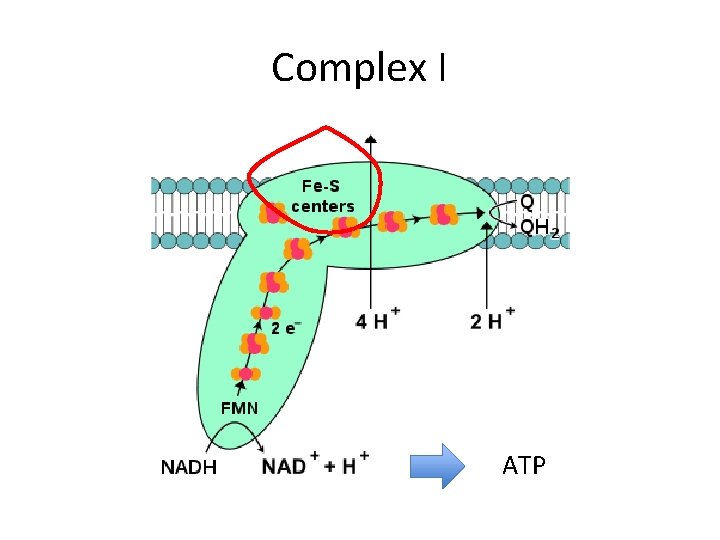 Complex I ATP 