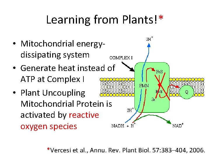 Learning from Plants!* • Mitochondrial energydissipating system • Generate heat instead of ATP at