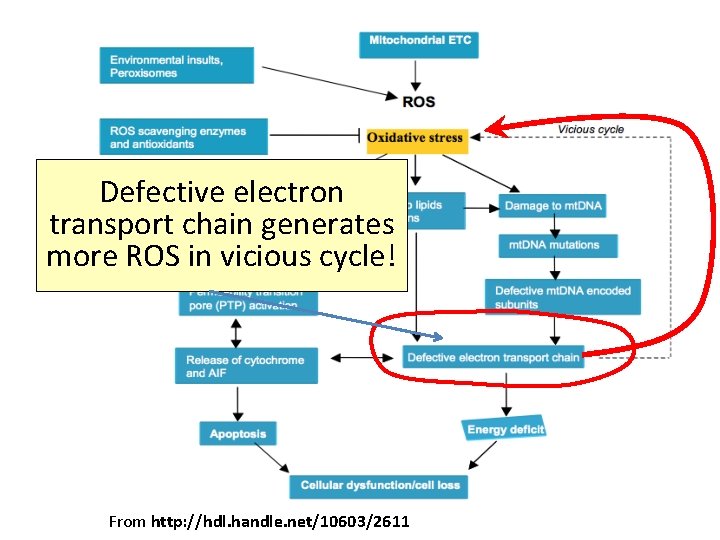 Defective electron transport chain generates more ROS in vicious cycle! From http: //hdl. handle.