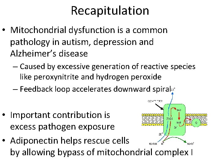 Recapitulation • Mitochondrial dysfunction is a common pathology in autism, depression and Alzheimer’s disease