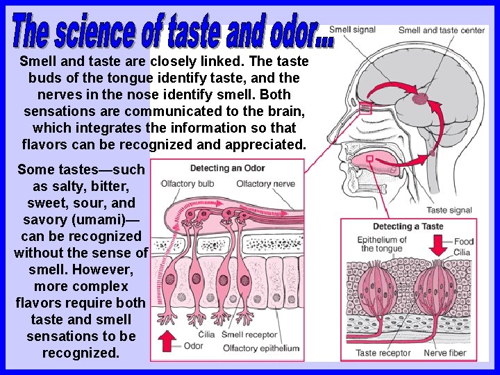 Smell and taste are closely linked. The taste buds of the tongue identify taste,