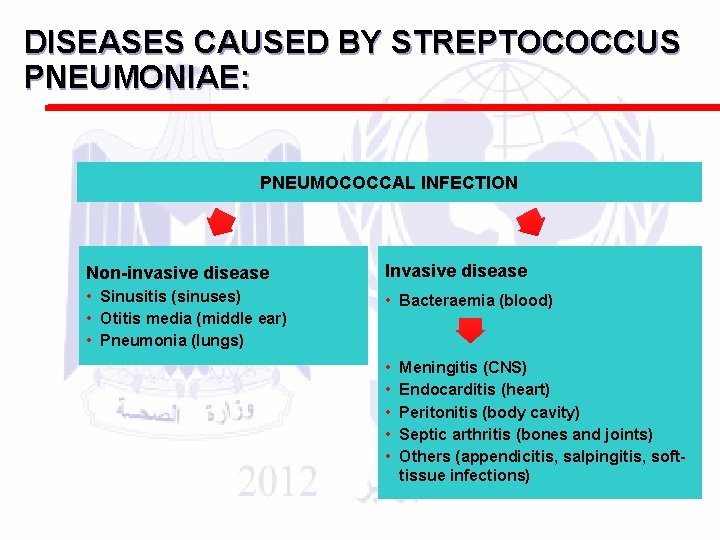 DISEASES CAUSED BY STREPTOCOCCUS PNEUMONIAE: PNEUMOCOCCAL INFECTION Non-invasive disease Invasive disease • Sinusitis (sinuses)