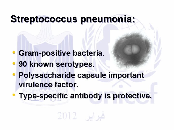 Streptococcus pneumonia: • • Gram-positive bacteria. 90 known serotypes. Polysaccharide capsule important virulence factor.