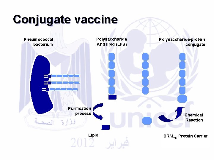 Conjugate vaccine Polysaccharide And lipid (LPS) Pneumococcal bacterium Purification process Lipid Polysaccharide-protein conjugate Chemical