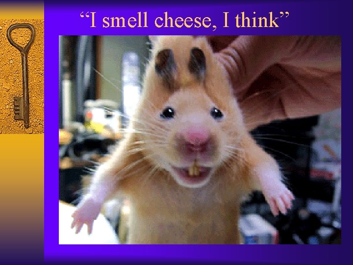 “I smell cheese, I think” 