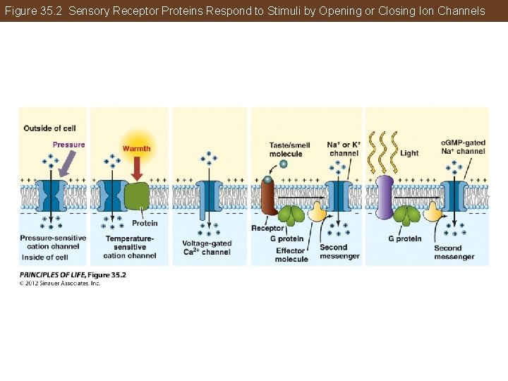 Figure 35. 2 Sensory Receptor Proteins Respond to Stimuli by Opening or Closing Ion