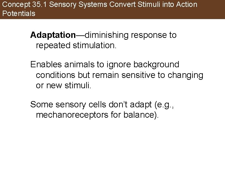 Concept 35. 1 Sensory Systems Convert Stimuli into Action Potentials Adaptation—diminishing response to repeated