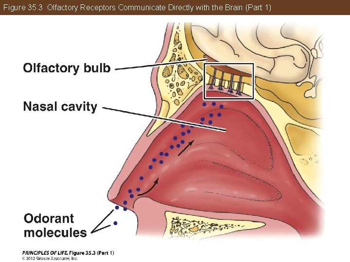 Figure 35. 3 Olfactory Receptors Communicate Directly with the Brain (Part 1) 