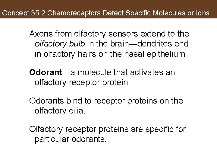 Concept 35. 2 Chemoreceptors Detect Specific Molecules or Ions Axons from olfactory sensors extend