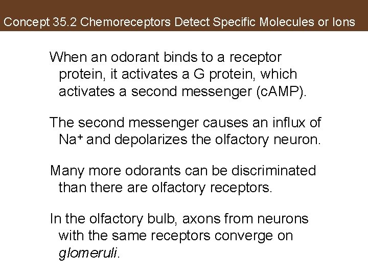 Concept 35. 2 Chemoreceptors Detect Specific Molecules or Ions When an odorant binds to