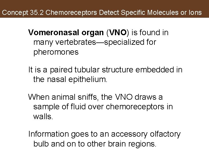 Concept 35. 2 Chemoreceptors Detect Specific Molecules or Ions Vomeronasal organ (VNO) is found