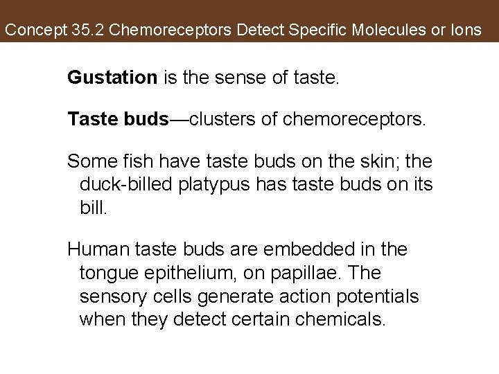 Concept 35. 2 Chemoreceptors Detect Specific Molecules or Ions Gustation is the sense of