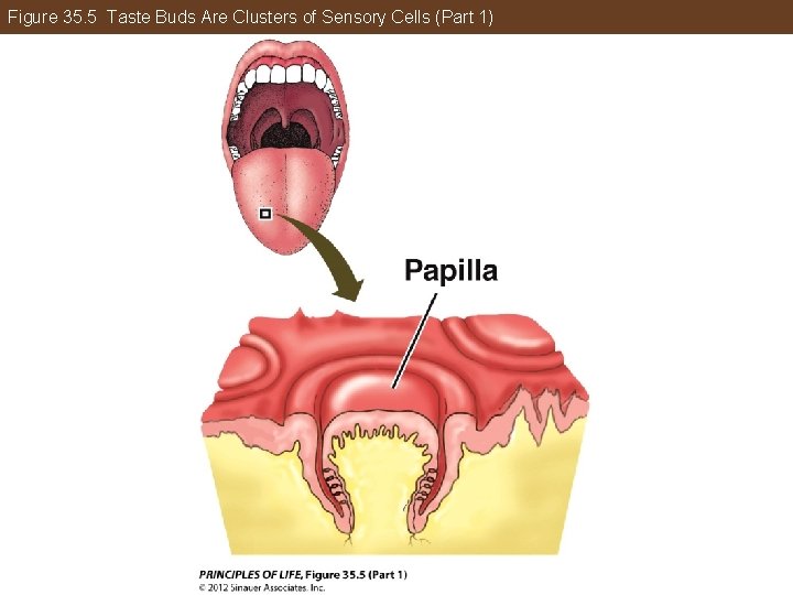 Figure 35. 5 Taste Buds Are Clusters of Sensory Cells (Part 1) 