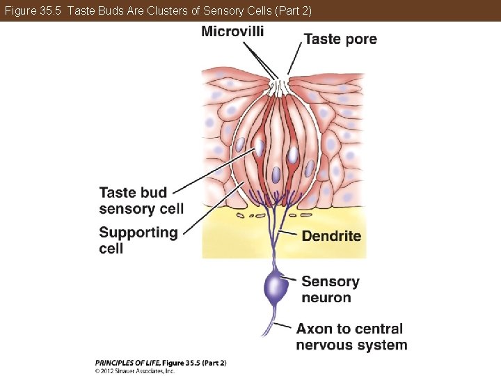 Figure 35. 5 Taste Buds Are Clusters of Sensory Cells (Part 2) 