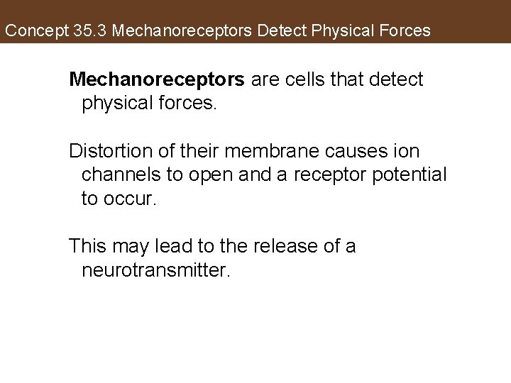 Concept 35. 3 Mechanoreceptors Detect Physical Forces Mechanoreceptors are cells that detect physical forces.