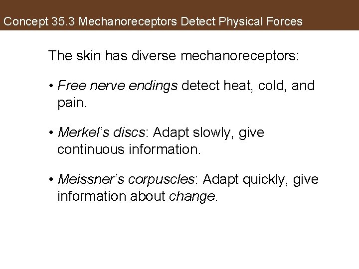 Concept 35. 3 Mechanoreceptors Detect Physical Forces The skin has diverse mechanoreceptors: • Free