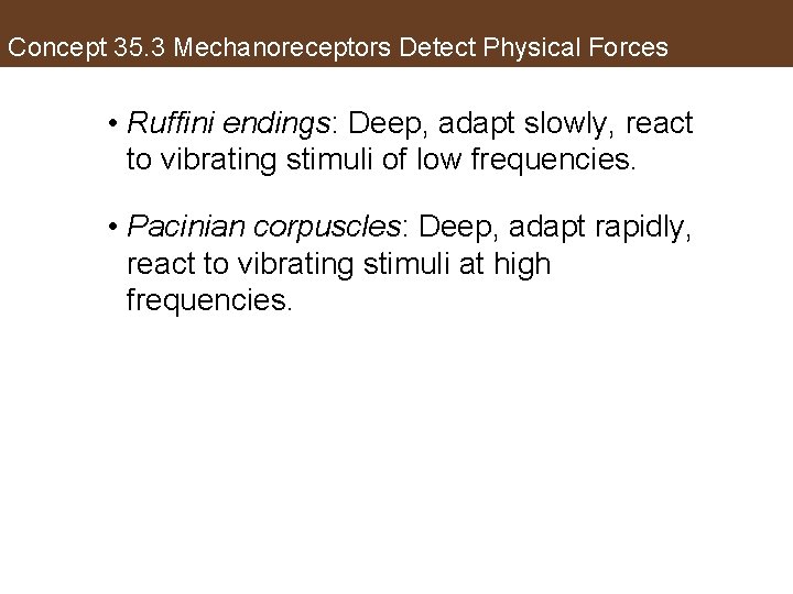 Concept 35. 3 Mechanoreceptors Detect Physical Forces • Ruffini endings: Deep, adapt slowly, react