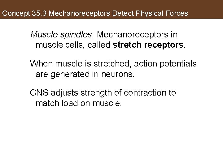 Concept 35. 3 Mechanoreceptors Detect Physical Forces Muscle spindles: Mechanoreceptors in muscle cells, called