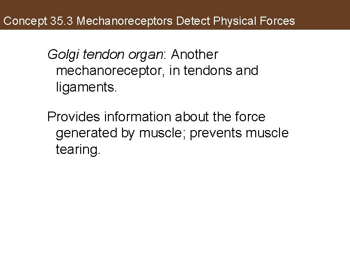 Concept 35. 3 Mechanoreceptors Detect Physical Forces Golgi tendon organ: Another mechanoreceptor, in tendons
