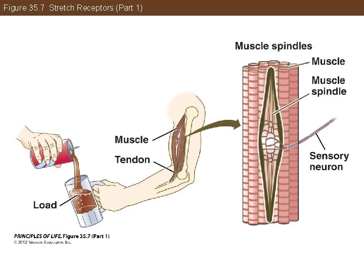 Figure 35. 7 Stretch Receptors (Part 1) 