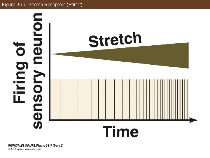 Figure 35. 7 Stretch Receptors (Part 2) 