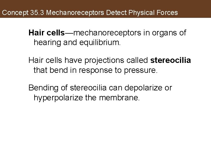 Concept 35. 3 Mechanoreceptors Detect Physical Forces Hair cells—mechanoreceptors in organs of hearing and