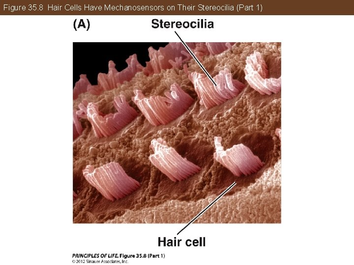 Figure 35. 8 Hair Cells Have Mechanosensors on Their Stereocilia (Part 1) 