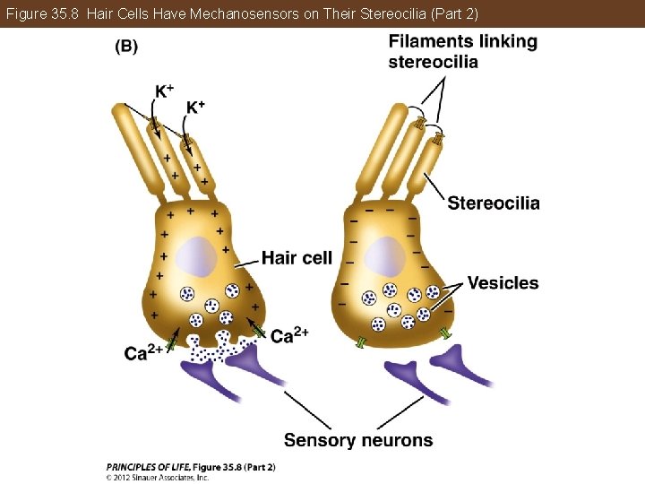 Figure 35. 8 Hair Cells Have Mechanosensors on Their Stereocilia (Part 2) 