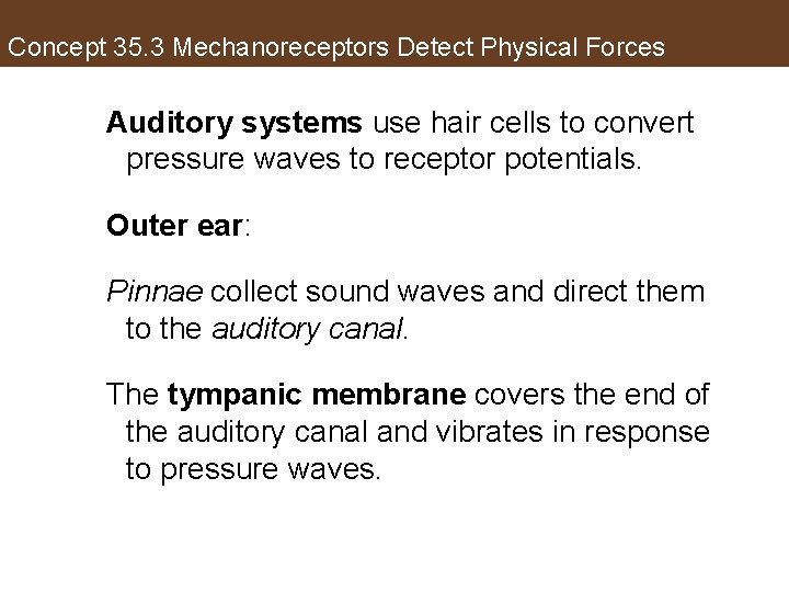 Concept 35. 3 Mechanoreceptors Detect Physical Forces Auditory systems use hair cells to convert