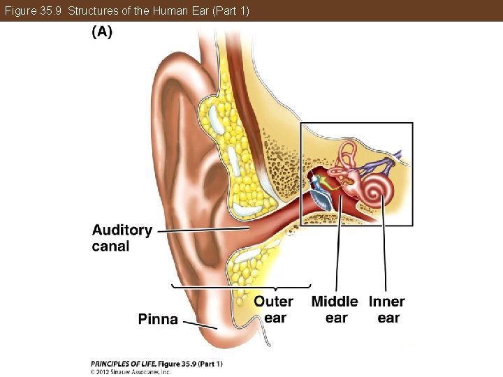 Figure 35. 9 Structures of the Human Ear (Part 1) 