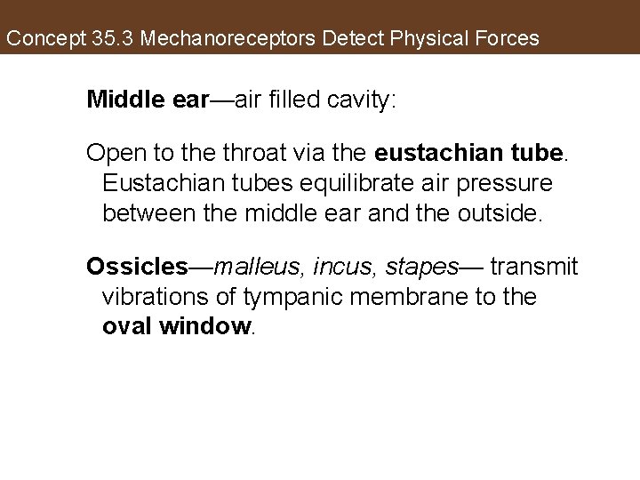 Concept 35. 3 Mechanoreceptors Detect Physical Forces Middle ear—air filled cavity: Open to the